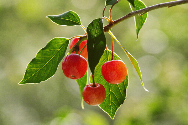 Acerola Cherry