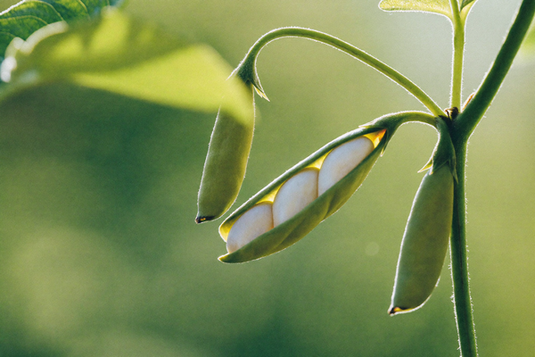 White Kidney Bean Extract
